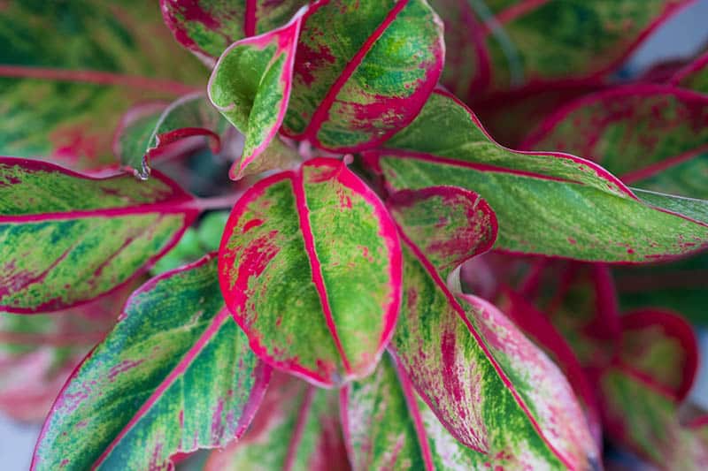 Chinese Evergreen Aglaonema  Plant Growing and Care Guide 